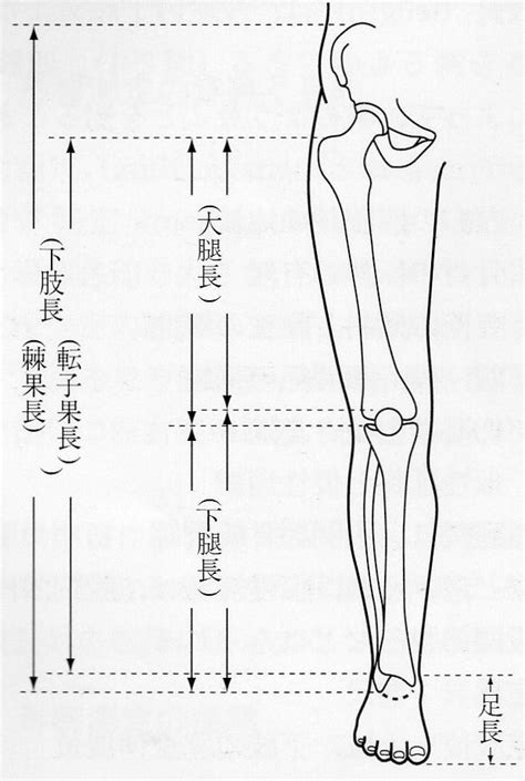 左右身長差所属|charo